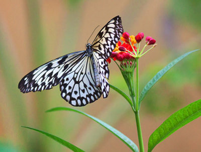 Butterfly On A Flower 28087
