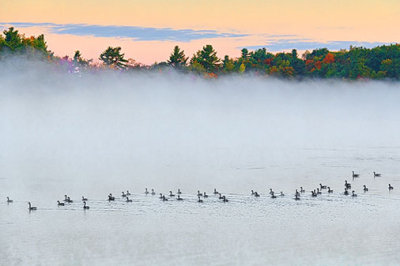 Geese Flotilla On Misty Otter Lake 28423