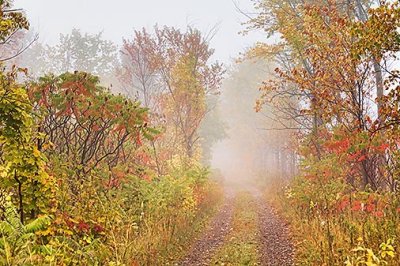 Autumn Trail In Fog 28507
