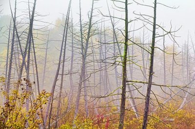 Dead Trees In Autumn Fog 28505