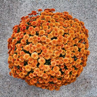 Pot of Mums 28806