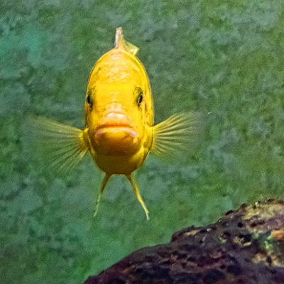 Yellow Fish 01667