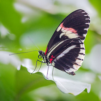 Black Butterfly 28158-60