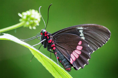 Black Butterfly 28241