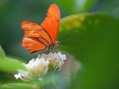 Orange Butterfly 28219