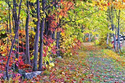 Autumn Trail 28867