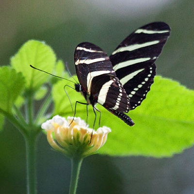 Zebra Longwing Butterfly 28247