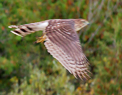 Hawk In Flight 29713