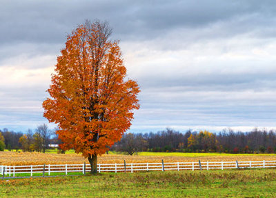 Autumn Tree 29716