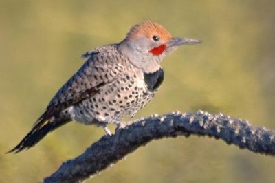 Woodpeckers of the US Southwest