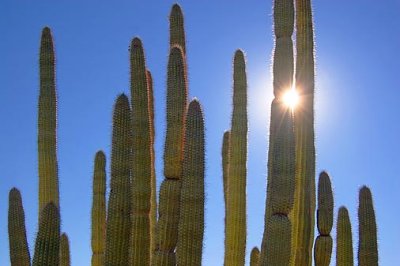 Backlit Organ Pipe Cactus 82767