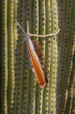 Feathers On An Organ Pipe Cactus 82614