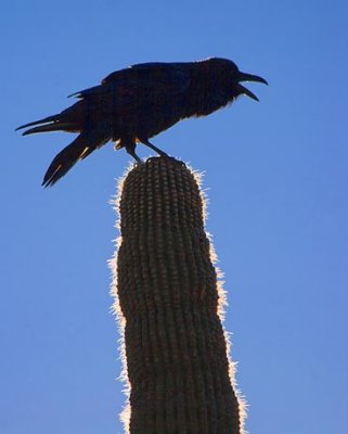 Raven On A Saguaro 83266