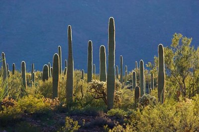 Backlit Cacti 83244