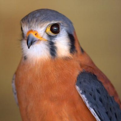 American Kestrel Closeup 83639