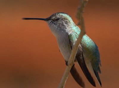 Hummingbird Perched 83803