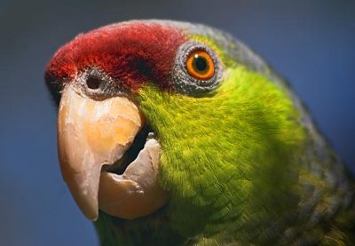 Parrot Closeup 85024