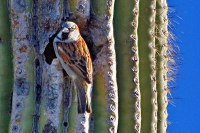 Sparrows of the US Southwest