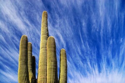 Cactus Against An Interesting Sky 20080301