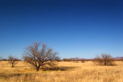 Desert Grassland 85388