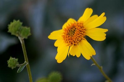 Yellow Desert Wildflower 85491