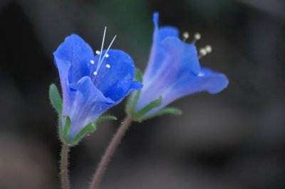 Little Blue Wildflowers 85728