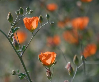 Orange Desert Wildflower 86368