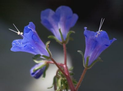 Little Blue Wildflowers 86483