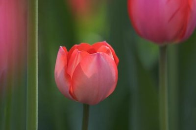 Sunstruck Pink Tulip 89070