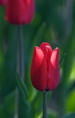 Sunstruck Red Tulip 88982