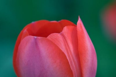 Red Tulip Closeup 89074