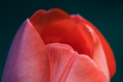 Red Tulip Closeup 89073