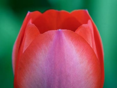 Red Tulip Closeup 89075