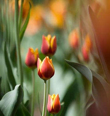 Red & Yellow Tulips 20090519