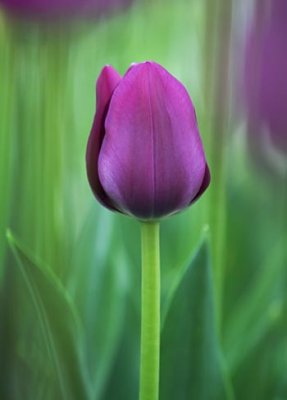 Purple Tulip 13223