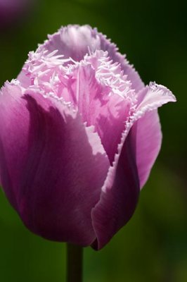 Frilly Purple Tulip 13197