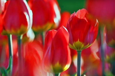 Backlit Red Tulips 88573