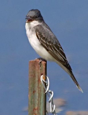 Eastern Kingbirds of Ontario