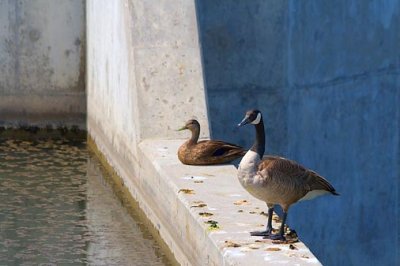 Duck & Goose On A Dam 13474