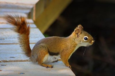 Red Squirrel On A Boardwalk 13619