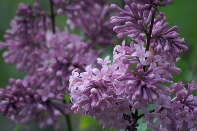 Lilacs 20080601
