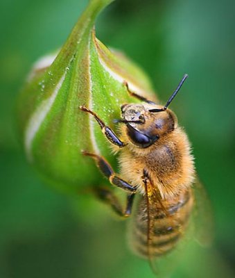 Bee On A Bud 20070603