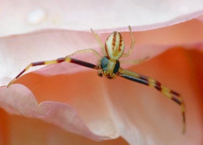 Little Spider On A Pink Flower 14159 (crop)