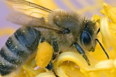 Bee On A Peony 14111 (crop)