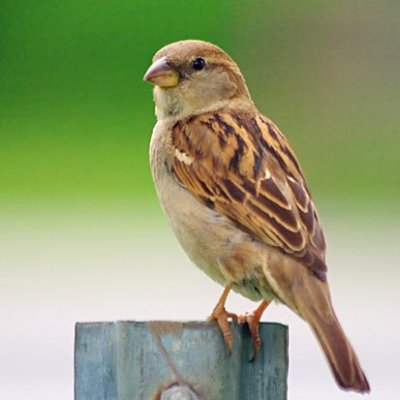 Little Brown Bird 14137
