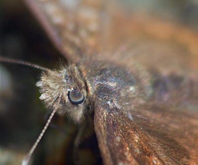 Brown Butterfly Closeup 14349