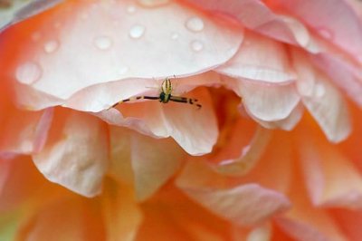 Little Spider On A Pink Flower 14158