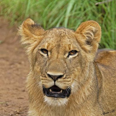 12889 - Lion cub / Victoria falls - Zimbabwe