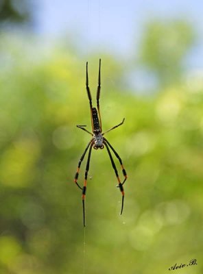 12931 - Spider / Lake Kariba - Zambia