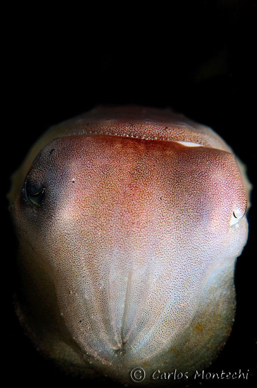 DSC_0749.jpg